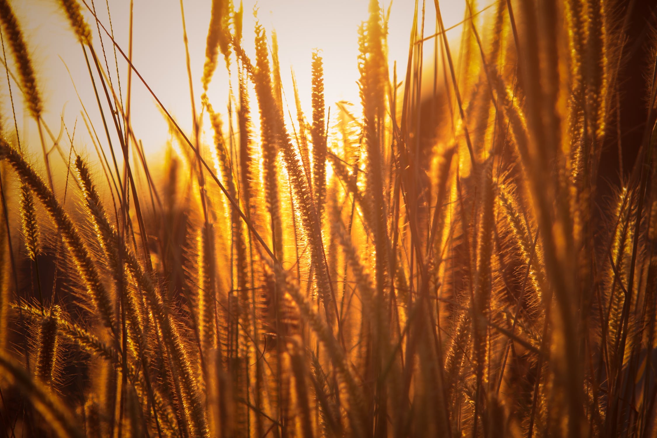 wheatbackground